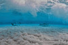 Stingrays swimming along the sandbar, Grand Cayman Poster Print by Amanda Nicholls/Stocktrek Images - Item # VARPSTAMN400013U