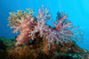 Fluffy brown, pink and red dendronephtya soft coral, Indonesia Poster Print by Mathieu Meur/Stocktrek Images - Item # VARPSTMME400425U