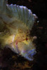 White and yellow leaf scorpionfish, North Sulawesi Poster Print by Mathieu Meur/Stocktrek Images - Item # VARPSTMME400268U