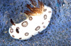 Nudibranch feeding on a sponge, Papua New Guinea Poster Print by Terry Moore/Stocktrek Images - Item # VARPSTTMO400296U