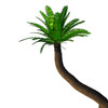 Cycad tree, white background Poster Print by Corey Ford/Stocktrek Images - Item # VARPSTCFR200919P