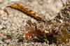 Fingered dragonet head detail, North Sulawesi, Indonesia Poster Print by Mathieu Meur/Stocktrek Images - Item # VARPSTMME400433U