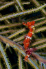 Red seahorse on Caribbean reef Poster Print by Karen Doody/Stocktrek Images - Item # VARPSTKWD400109U