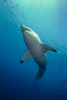 Male Great White Shark's belly, Guadalupe Island, Mexico Poster Print by Todd Winner/Stocktrek Images - Item # VARPSTTSW400081U