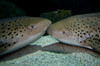 Leopard Shark Courting, Blue Zoo Aquarium, Beijing, China Poster Print by Mathieu Meur/Stocktrek Images - Item # VARPSTMME400099U