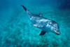 Bottlenose dolphin in the Caribbean, off Roatan Island, Honduras Poster Print by VWPics/Stocktrek Images - Item # VARPSTVWP400373U