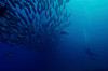 Diver photographs a massive school of jacks in Cabo Pulmo, Mexico Poster Print by Brent Barnes/Stocktrek Images - Item # VARPSTBBA400149U