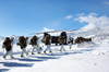 Marines load a waiting CH-47 Chinook helicopter Poster Print by Stocktrek Images - Item # VARPSTSTK108575M