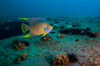 Blue angelfish swim throughout the USTS Texas Clipper shipwreck Poster Print by Jennifer Idol/Stocktrek Images - Item # VARPSTJDL400095U