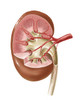 Human kidney with artery Poster Print by TriFocal Communications/Stocktrek Images - Item # VARPSTTRF700064H