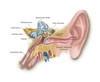 Anatomy of human ear Poster Print by TriFocal Communications/Stocktrek Images - Item # VARPSTTRF700116H