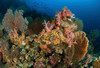 Reef scene with gorgonian sea fans and soft corals, North Sulawesi Poster Print by Mathieu Meur/Stocktrek Images - Item # VARPSTMME400297U