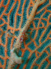 Red goby on orange sea fan, Borneo, Indonesia Poster Print by Mathieu Meur/Stocktrek Images - Item # VARPSTMME400144U