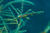 Ghost pipefish blending with yellow black coral in background Poster Print by Mathieu Meur/Stocktrek Images - Item # VARPSTMME400654U