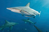 Oceanic blacktip sharks with remora in the waters of Aliwal Shoal, South Africa Poster Print by Mathieu Meur/Stocktrek Images - Item # VARPSTMME400471U