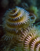 A pair of Christmas tree worms in Cozumel, Mexico Poster Print by Brent Barnes/Stocktrek Images - Item # VARPSTBBA400105U