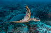 Sea turtle swimming over reef, Ari and Male Atoll, Maldives Poster Print by Mathieu Meur/Stocktrek Images - Item # VARPSTMME400199U