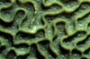 Coral pattern, Tulamben, Bali, Indonesia Poster Print by VWPics/Stocktrek Images - Item # VARPSTVWP401500U