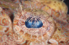 Close up of the eye of a large Crocodile fish, Papua New Guinea Poster Print by Terry Moore/Stocktrek Images - Item # VARPSTTMO400313U