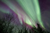 Aurora borealis with trees, Whitehorse, Yukon, Canada Poster Print by Joseph Bradley/Stocktrek Images - Item # VARPSTJFB100026S