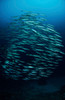 School of barracuda, Manado, North Sulawesi, Indonesia Poster Print by Mathieu Meur/Stocktrek Images - Item # VARPSTMME400173U