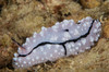 Nudibranch feeding on algae, Papua New Guinea Poster Print by Terry Moore/Stocktrek Images - Item # VARPSTTMO400326U