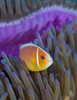 Pink anemonefish, Yap, Micronesia Poster Print by Andreas Schumacher/Stocktrek Images - Item # VARPSTSCH400002U