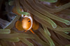 False clownfish in North Sulawesi, Indonesia Poster Print by Brandi Mueller/Stocktrek Images - Item # VARPSTBMU400083U