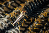 Crinoid shrimp on a crinoid in the Philippines Poster Print by Brandi Mueller/Stocktrek Images - Item # VARPSTBMU400221U