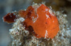 Frogfish in North Sulawesi, Indonesia Poster Print by Brandi Mueller/Stocktrek Images - Item # VARPSTBMU400080U