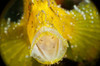 Yellow leaf scorpionfish with mouth wide open, North Sulawesi Poster Print by Mathieu Meur/Stocktrek Images - Item # VARPSTMME400428U