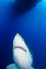 Male great white shark showing teeth, Guadalupe Island, Mexico Poster Print by Todd Winner/Stocktrek Images - Item # VARPSTTSW400206U