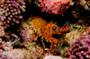 Orange and red spotted shrimp, Indonesia Poster Print by Mathieu Meur/Stocktrek Images - Item # VARPSTMME400440U