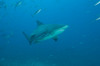 A large bull shark at The Bistro dive site in Fiji Poster Print by Terry Moore/Stocktrek Images - Item # VARPSTTMO400593U