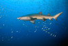 Sand Tiger Shark in blue water off coast of North Carolina Poster Print by Karen Doody/Stocktrek Images - Item # VARPSTKWD400044U