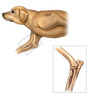 Anatomy of the dog elbow with lateral zoom Poster Print by Enid Hajderi/Stocktrek Images - Item # VARPSTENH700004H