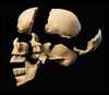 Side view of human skull with parts exploded Poster Print by Leonello Calvetti/Stocktrek Images - Item # VARPSTVET700072H