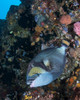 Yellowmargin triggerfish being cleaned by a cleaner wrasse Poster Print by Brandi Mueller/Stocktrek Images - Item # VARPSTBMU400176U