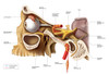 Anatomical pathways of innervation to the lacrimal gland Poster Print by Enid Hajderi/Stocktrek Images - Item # VARPSTENH700007H
