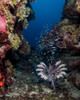 Lionfish eating, Roatan, Honduras Poster Print by Brandi Mueller/Stocktrek Images - Item # VARPSTBMU400223U