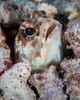 Jawfish in Komodo National Park, Indonesia Poster Print by Brandi Mueller/Stocktrek Images - Item # VARPSTBMU400086U