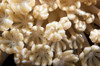 Soft coral polyps feeding, Papua New Guinea Poster Print by Terry Moore/Stocktrek Images - Item # VARPSTTMO400341U