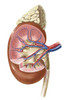 Human kidney and adrenal gland Poster Print by TriFocal Communications/Stocktrek Images - Item # VARPSTTRF700063H