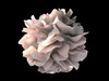 Artistic rendering of the surface of a human dendritic cell Poster Print by National Institutes of Health/Stocktrek Images - Item # VARPSTNIH700070H