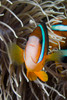 Clark's anemonefish in sea anemone, Indonesia Poster Print by VWPics/Stocktrek Images - Item # VARPSTVWP400175U