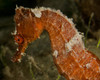 Close-up view of an orange seahorse Poster Print by Brent Barnes/Stocktrek Images - Item # VARPSTBBA400016U