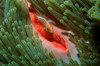 Pink anemonefish on sea anemone Poster Print by VWPics/Stocktrek Images - Item # VARPSTVWP400121U
