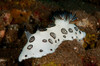 Black and white spotted budibranch, Bali, Indonesia Poster Print by Mathieu Meur/Stocktrek Images - Item # VARPSTMME400384U