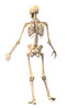 Male human skeleton in dynamic posture, rear view Poster Print by Leonello Calvetti/Stocktrek Images - Item # VARPSTVET700063H