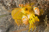 A female mantis shrimp, Lembeh Strait, Indonesia Poster Print by VWPics/Stocktrek Images - Item # VARPSTVWP401081U